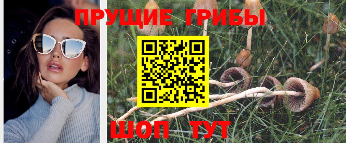 Боровичи  купить   Вход с VPN  Галлюциногенные грибы GOLDEN TEACHER 
